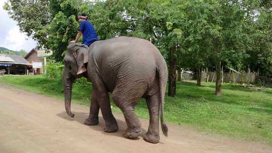 Mahout骑着他的大象在村子里散步视频素材模板下载