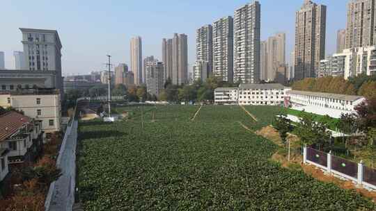 洪山菜薹原产地航拍