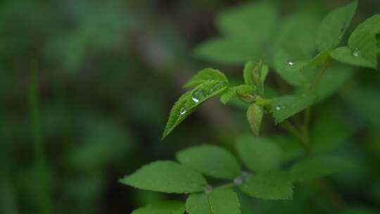 树叶水珠