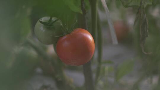 三农番茄