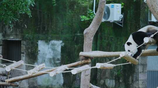 熊猫吊桥玩耍