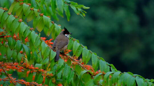 红耳鹎 小鸟停在树枝上 采花 吃花蜜