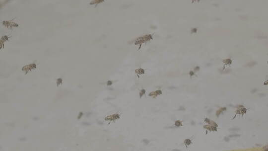 飞舞的蜜蜂视频素材模板下载