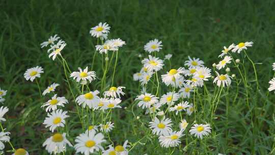 公园里微风轻抚大滨菊洋甘菊