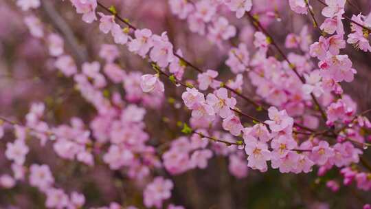 甘肃桃花树桃花特写空镜高清素材