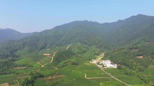 杭州龙坞茶园 茶山 茶田