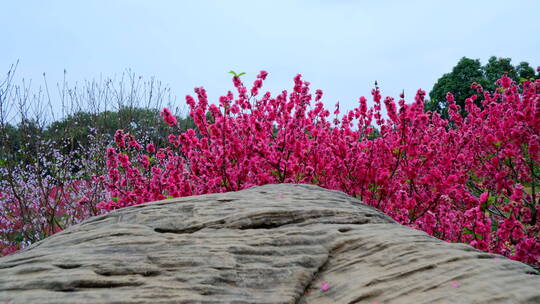 桃花林 树林 春暖花开 桃花坞 桃花园