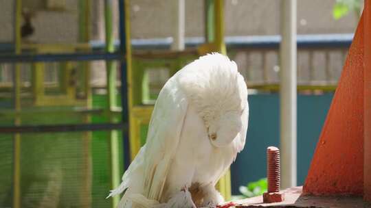 白色扇尾鸽在腹部梳理羽毛。-特写镜头