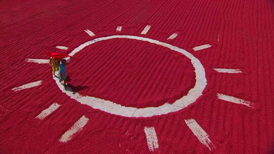 创意实拍家庭晾晒枸杞视频