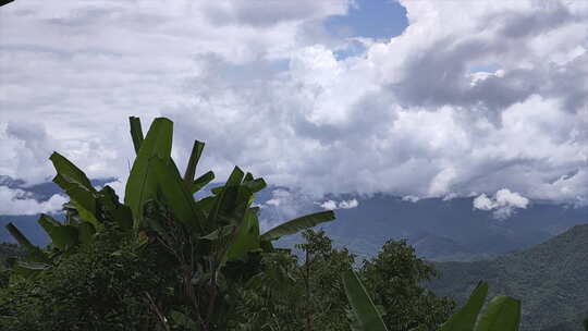 云南普洱千家寨 原始森林山谷走云植物前景