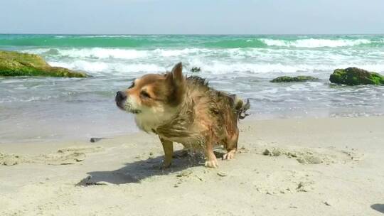 狗在阳光明媚的海滩上摇晃