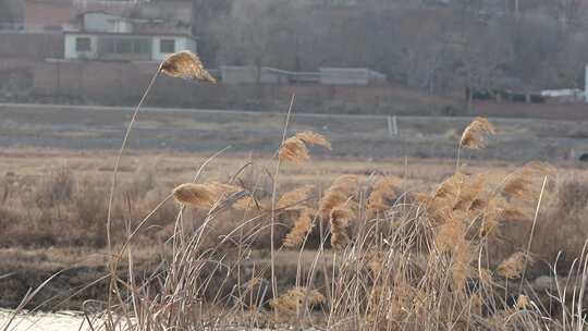 河边 植物 芦苇 户外 冬季