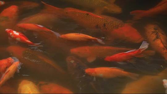 传统庭院水池红鲤鱼合集