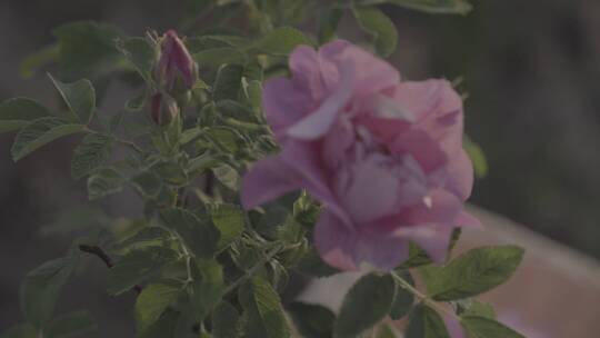采摘玫瑰花2视频素材模板下载