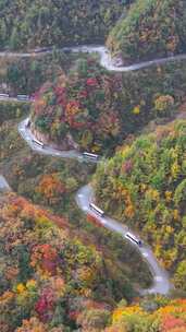 竖屏航拍四川米仓山景区红叶美景