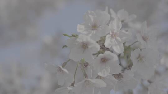 南京江北樱花季节航拍地拍素材