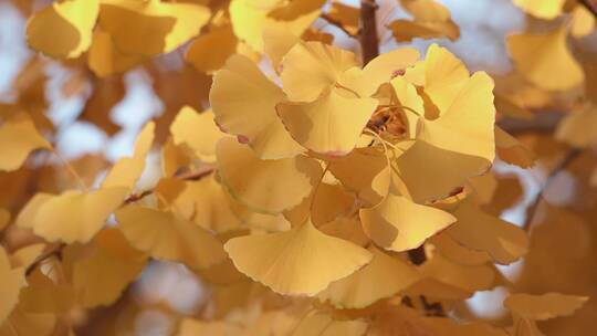 秋天的金色银杏叶视频素材模板下载