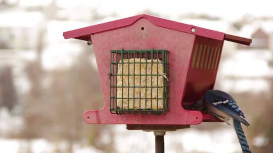 小鸟落在喂鸟器上吃食物