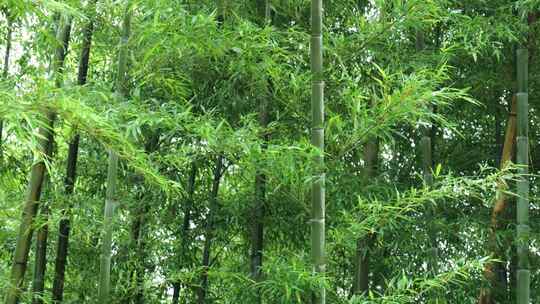 竹林竹叶禅意下雨天唯美空镜