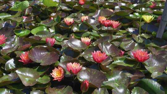 杭州湘湖夏天池塘盛开的睡莲