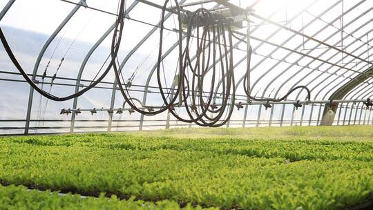 温室大棚 蔬菜设施