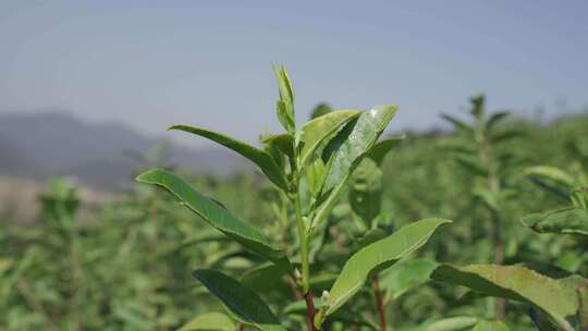 实拍茶叶素材摘茶叶