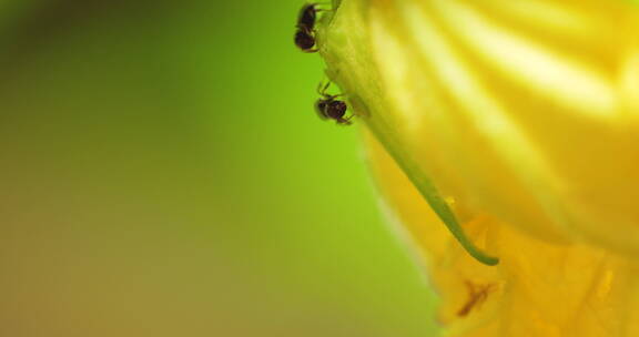 夏天蚂蚁在花蒂上采集露水花蜜