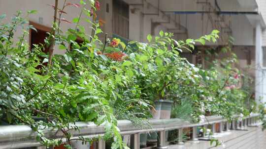 【自然】夏季雨天阳台的花卉植物