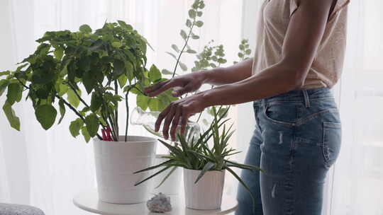 女人在家给植物浇水