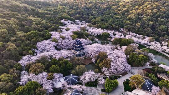 江苏 无锡 太湖 鼋头渚樱花 春天 旅游