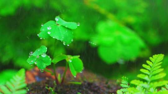 春天春雨中的三叶草