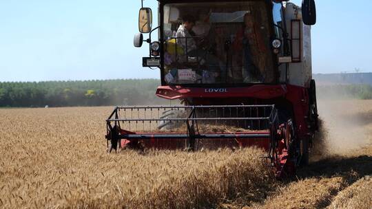 农村农业国家粮食小麦成熟收割