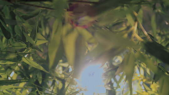 院子里的竹子竹林竹影毛竹