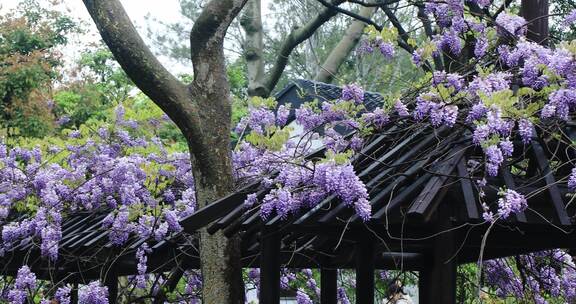 苏州园林留园紫藤盛开 唯美园林春意