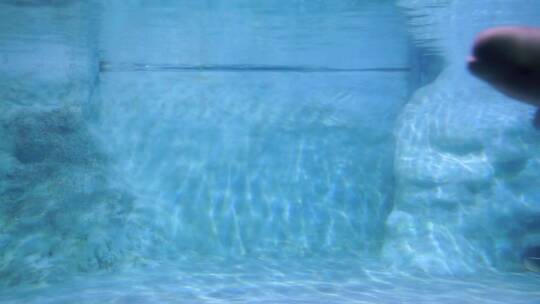 江豚在水下游动