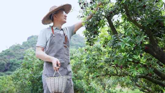 男性农民在果园采摘杨梅