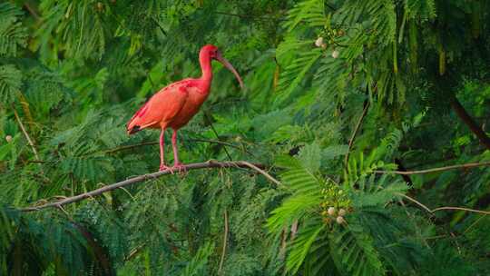 观鸟珍稀鸟类野生动物水鸟美洲红鹮合集