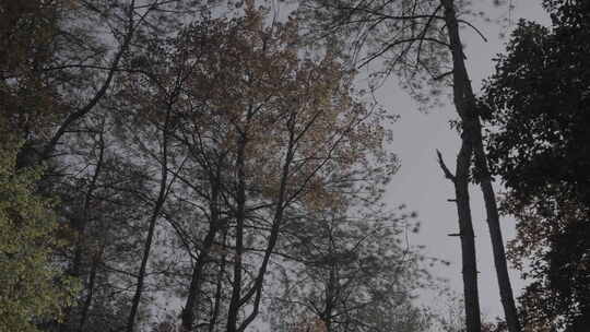 风吹树叶飘动 秋天空镜 天空树林