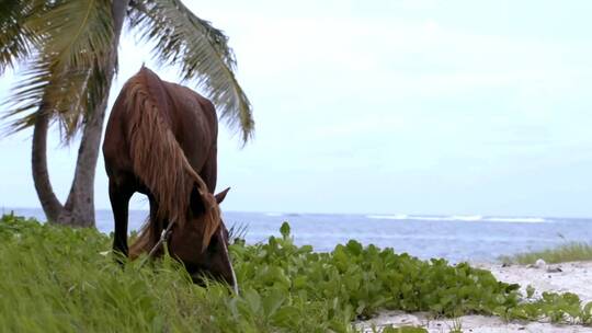在海边吃草的马