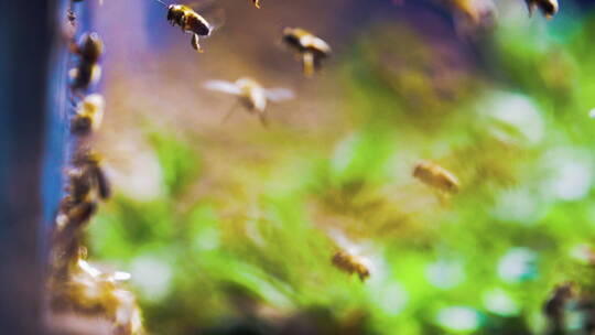 养蜂场蜂群在蜂箱前飞舞慢镜头