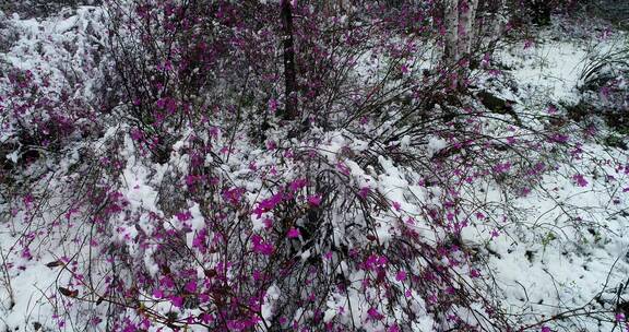 航拍雪压杜鹃（五月末杜鹃花开时普降瑞雪）