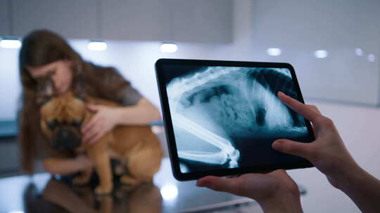 兽医专家在平板电脑上对狗钢架雪车进行X光视频素材模板下载