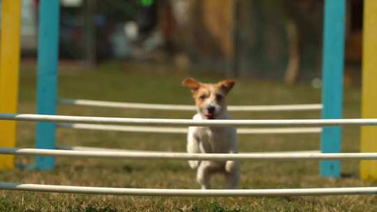 狗狗跳跃栏杆的慢镜头