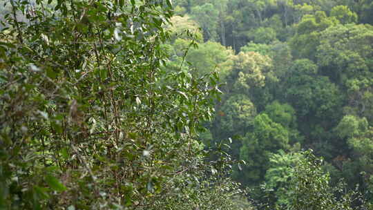 热带雨林森林山林树林