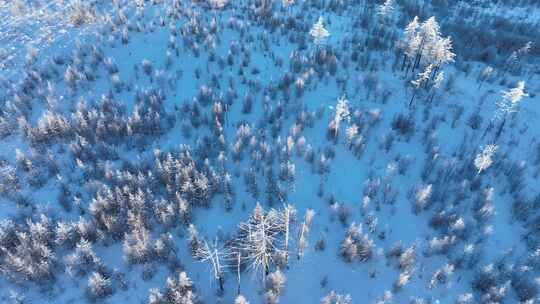 航拍冬季大兴安岭疏林地岭上雾凇雪松