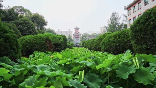 华西医学院 钟楼 成都