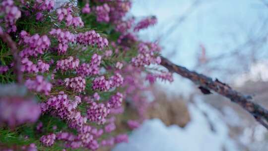 雪，冷，冬天，花