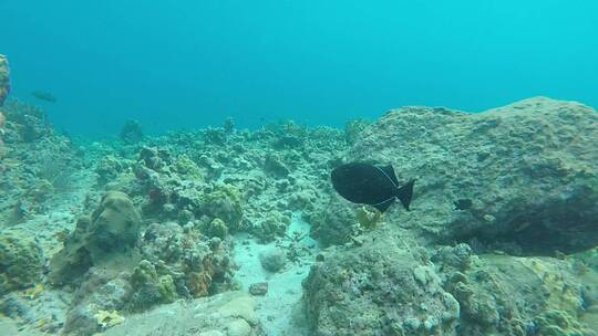 在珊瑚礁水下游泳的鱼