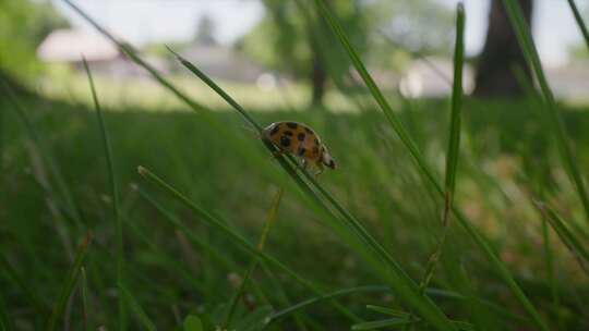 瓢虫，瓢虫，昆虫，草