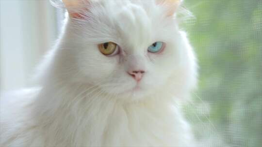 完全异色的家猫。不同颜色眼睛的白猫